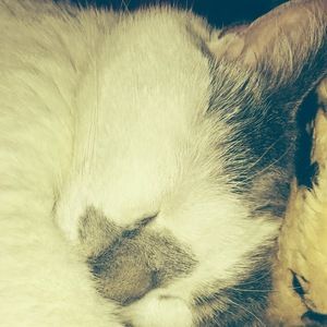 Meet your Posher, Ivory